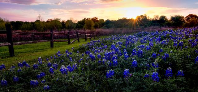 Texas Bluebonnets