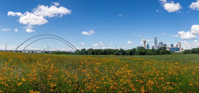 Dallas Skyline and Wild Flowers blue sky Dallas, Texas